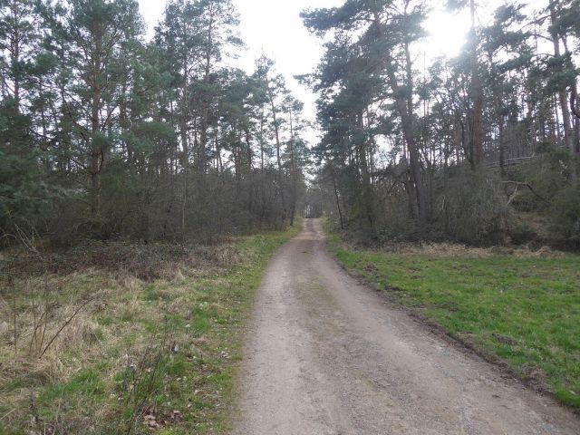 Blick auf Lage Flurstück 58 und die Umgebung - Insgesamt über 3,2 ha Holzungs-/Waldflächen in Quedlinburg 