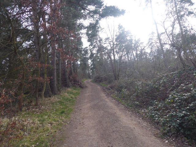 Blick auf Umgebung und Weg Richtung Flurstücke 57 und 58 - Insgesamt über 3,2 ha Holzungs-/Waldflächen in Quedlinburg 