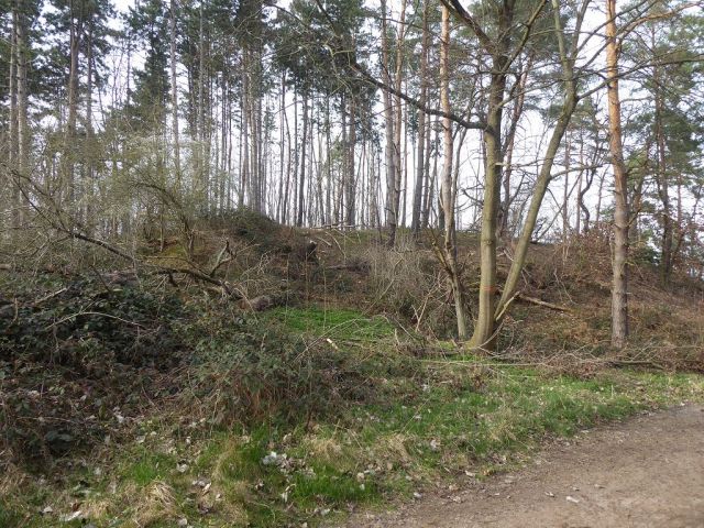 Blick auf Flurstück 58 - Insgesamt über 3,2 ha Holzungs-/Waldflächen in Quedlinburg 