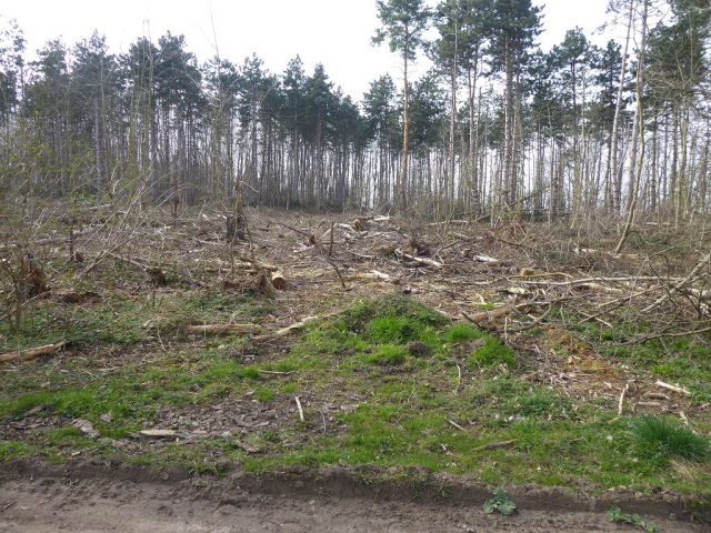 Blick auf Flurstück 58 und Umgebung - Insgesamt über 3,2 ha Holzungs-/Waldflächen in Quedlinburg 