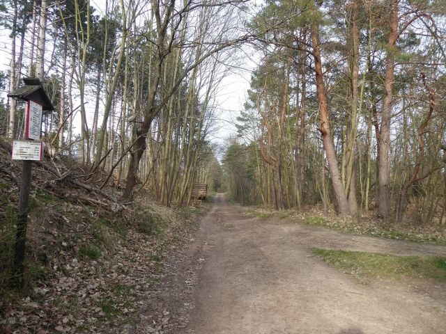 Blick auf Flurstück 57 und Umgebung - Insgesamt über 3,2 ha Holzungs-/Waldflächen in Quedlinburg 