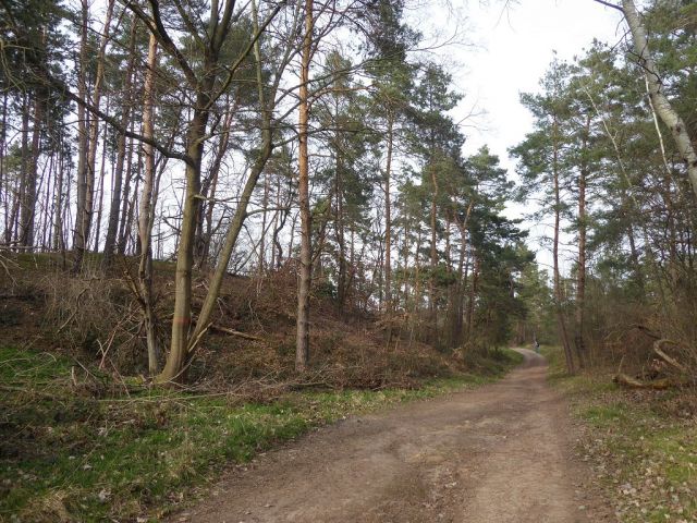 Blick auf Flurstück 58 und Umgebung - Insgesamt über 3,2 ha Holzungs-/Waldflächen in Quedlinburg 