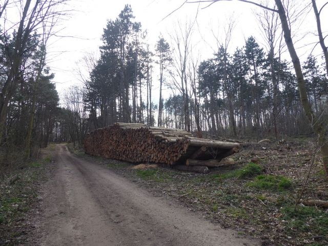 Blick auf Flurstück 58 und Umgebung - Insgesamt über 3,2 ha Holzungs-/Waldflächen in Quedlinburg 