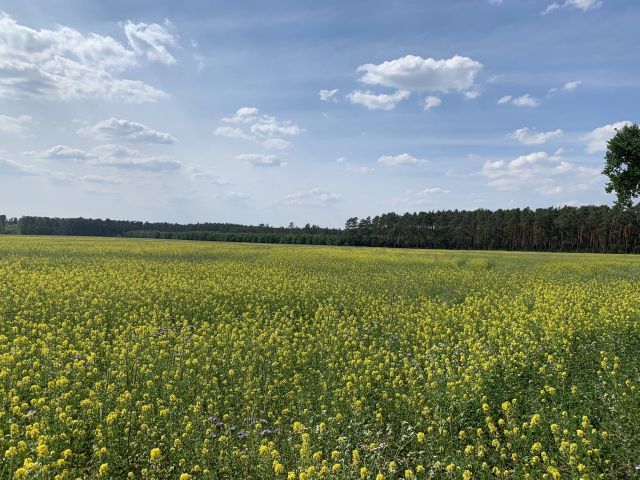 Beispielfoto - 2 Waldflächen westlich von Berlin im Havelland