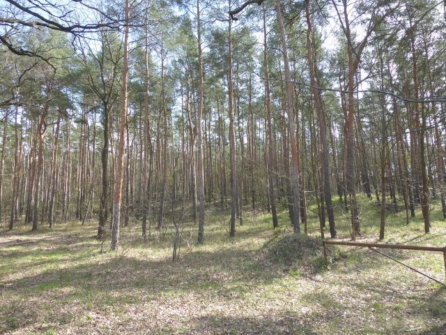 Waldfläche vor dem Flurstück 79/2 - 5 Wald-/Holzungsflächen an der Bahntrasse Magdeburg - Berlin