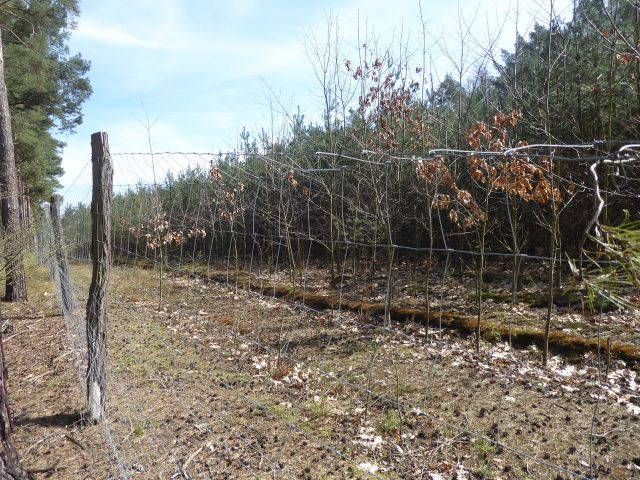 Blick auf die Waldfläche vor dem Flurstück 79/2 - 5 Wald-/Holzungsflächen an der Bahntrasse Magdeburg - Berlin