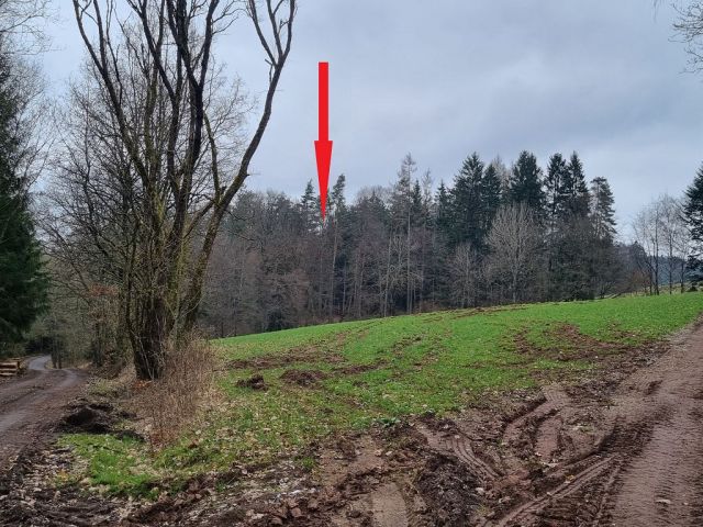 Blick auf Verkaufsflurstück 488 und Umgebung - Zwei bewaldete Splitterflächen in der Görsdorfer Heide nahe der Landesgrenze zu Bayern