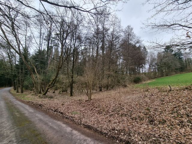 Blick auf Verkaufsflurstück 488 und Umgebung - Zwei bewaldete Splitterflächen in der Görsdorfer Heide nahe der Landesgrenze zu Bayern
