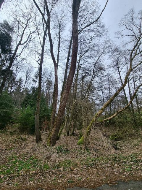 Blick auf Verkaufsflurstück 488 und Umgebung - Zwei bewaldete Splitterflächen in der Görsdorfer Heide nahe der Landesgrenze zu Bayern