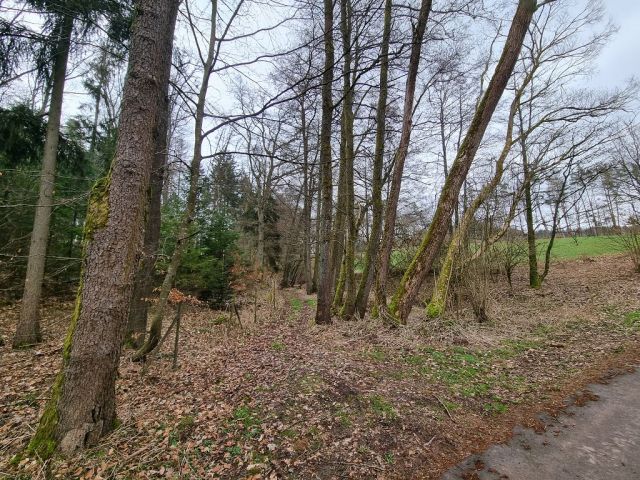 Blick auf Verkaufsflurstück 488 und Umgebung - Zwei bewaldete Splitterflächen in der Görsdorfer Heide nahe der Landesgrenze zu Bayern