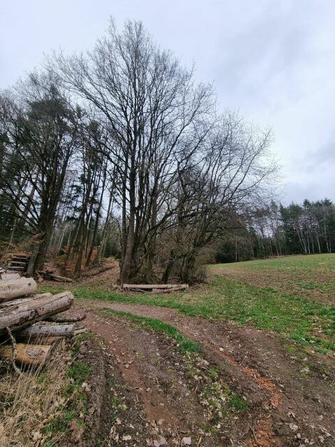 Blick auf Verkaufsflurstücke 438/2 und 438/3 und Umgebung - Zwei bewaldete Splitterflächen in der Görsdorfer Heide nahe der Landesgrenze zu Bayern