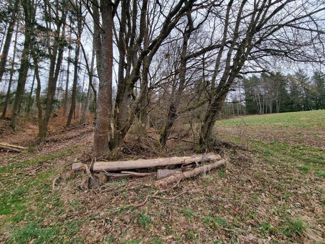 Blick auf Verkaufsflurstücke 438/2 und 438/3 und Umgebung - Zwei bewaldete Splitterflächen in der Görsdorfer Heide nahe der Landesgrenze zu Bayern