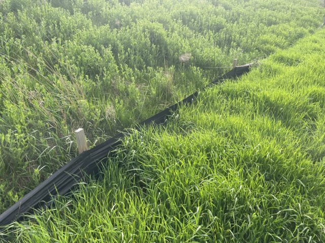 Blick auf den Verkaufsgegenstand - Bis 30.09.2026 verpachteter Grünstreifen an der B176 südlich vom ´Geiseltalsee´ im Saalekreis