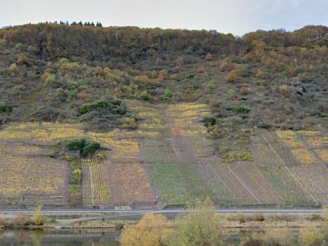 Blick Richtung Flurstücke 205/13 und 205/14 und auf die Umgebung - 3 bewaldete, naturbelassene Hangflächen oberhalb von Weinanbauflächen mit Blick auf die Mosel