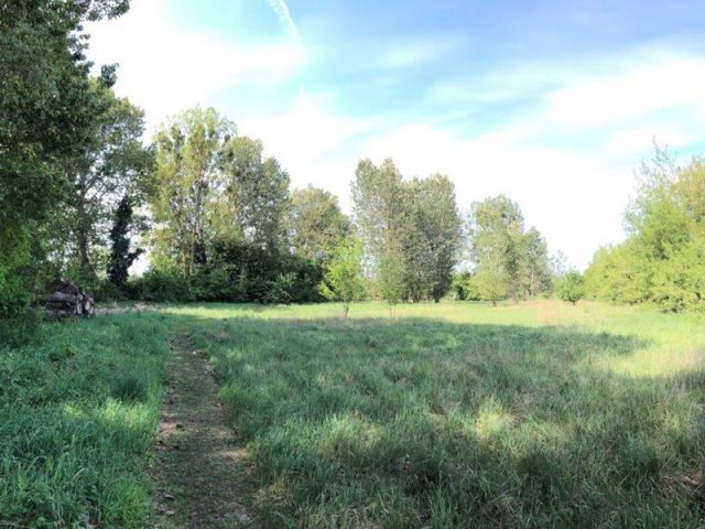 Blick auf Verkaufsfläche und Umgebung - Vertragsfreie Grünfläche mit partiellen Gehölzbewuchs ca. 1,6 km vom Zierker See mit dem Stadthafen Neustrelitz entfernt
