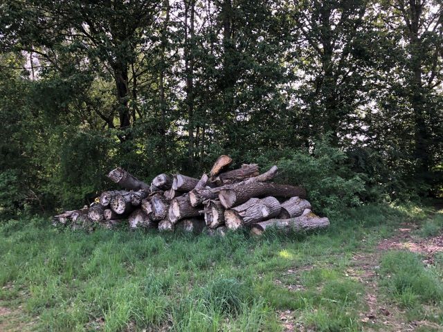 Holzablagerung auf der Verkaufsfläche - Vertragsfreie Grünfläche mit partiellen Gehölzbewuchs ca. 1,6 km vom Zierker See mit dem Stadthafen Neustrelitz entfernt