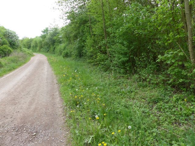 Blick auf Verkaufsfläche und Umgebung - Waldfläche in der Südpfalz nahe der A65