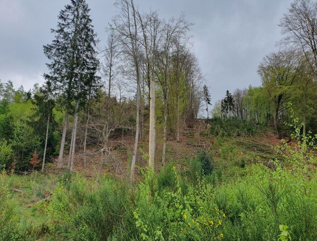 Blick auf die Flurstücke 276 und 277 - Vertragsfreie Waldfläche hinter Wohnhäusern in Gummersbach