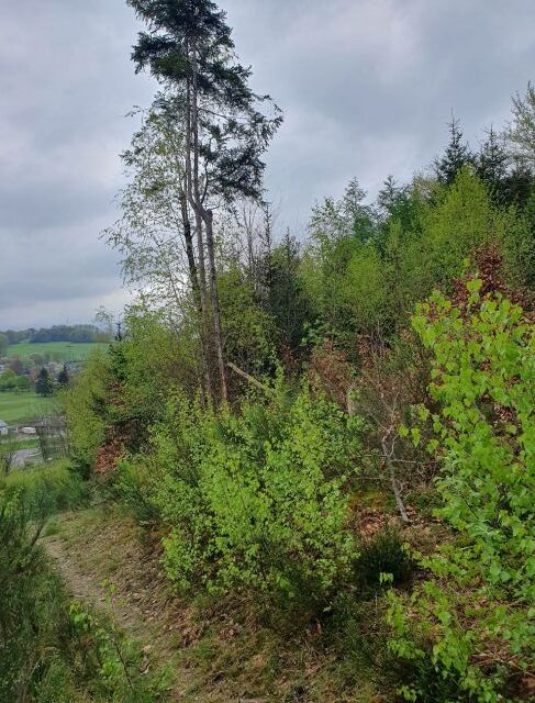 Blick auf die Flurstücke 276 und 937 - Vertragsfreie Waldfläche hinter Wohnhäusern in Gummersbach