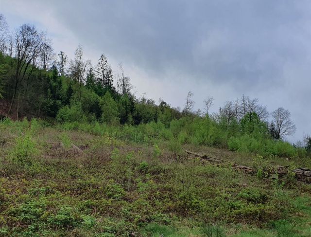 Blick auf das Flurstück 937 mit Umgebung - Vertragsfreie Waldfläche hinter Wohnhäusern in Gummersbach