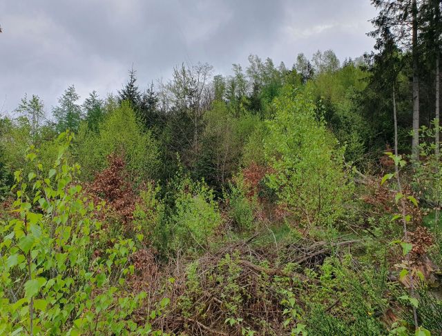 Blick auf das Flurstück 937 - Vertragsfreie Waldfläche hinter Wohnhäusern in Gummersbach