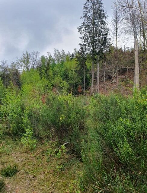 Blick auf die Flurstück 276 und 937 - Vertragsfreie Waldfläche hinter Wohnhäusern in Gummersbach