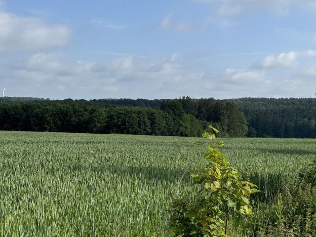 Blick auf die Umgebung Richtung Verkaufsfläche - Waldfläche im Vogtland ca. 10 km östlich vom Plauener Zentrum entfernt