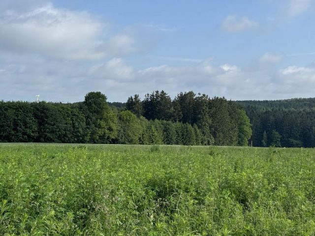 Blick Richtung Verkaufsfläche und auf die Umgebung - Waldfläche im Vogtland ca. 10 km östlich vom Plauener Zentrum entfernt