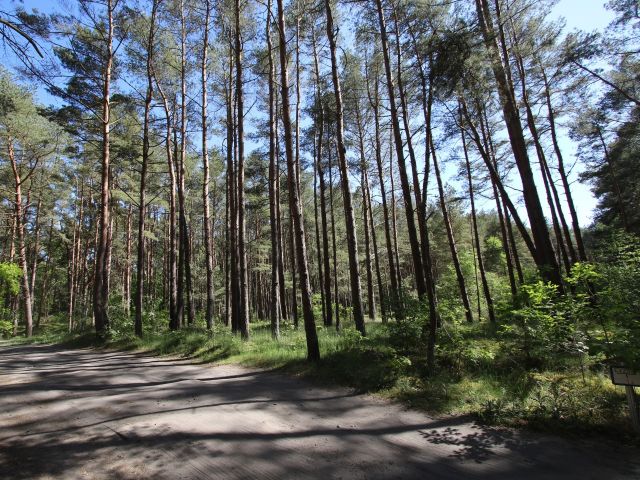 Blick Richtung Verkaufsobjekt mit Umgebung - Waldfläche auf der Insel Usedom **nahe Ostseestrand von Zinnowitz**