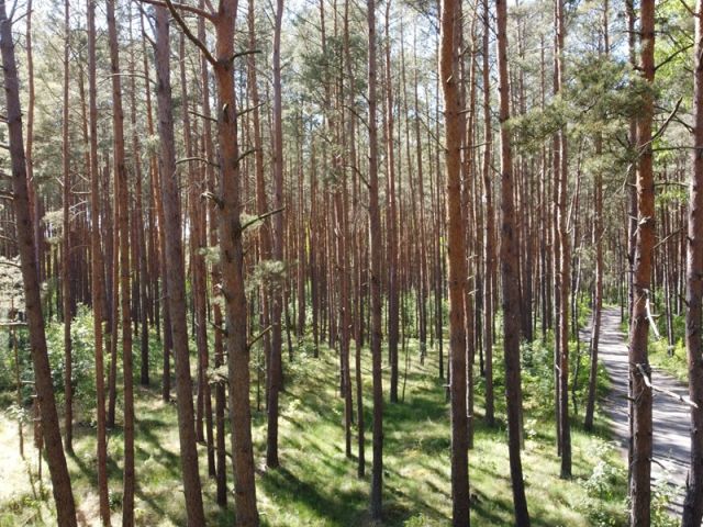 Blick Richtung Verkaufsobjekt mit Umgebung - Waldfläche auf der Insel Usedom **nahe Ostseestrand von Zinnowitz**