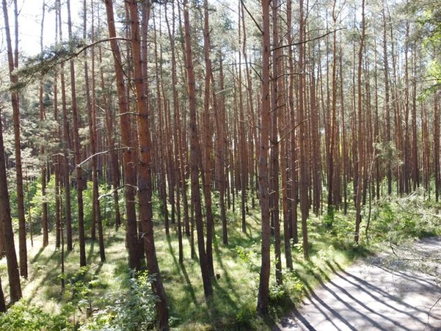 Blick Richtung Verkaufsfläche und auf die Umgebung - Waldfläche auf der Insel Usedom **nahe Ostseestrand von Zinnowitz**