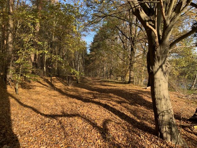 Beispielfoto - kein Verkaufsgegenstand - Waldfläche am westlichen Ortrand neben einem Wohnhaus