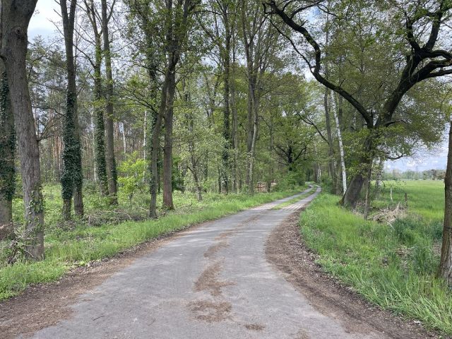 Blick auf Zuwegung zu Flurstück 59 und auf die Umgebung - 3 Waldflächen mit insgesamt über 1,5 ha in Streulage um Uebigau-Wahrenbrück im Elbe-Elster-Kreis