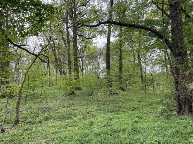 Blick auf Flurstück 59 und Umgebung - 3 Waldflächen mit insgesamt über 1,5 ha in Streulage um Uebigau-Wahrenbrück im Elbe-Elster-Kreis