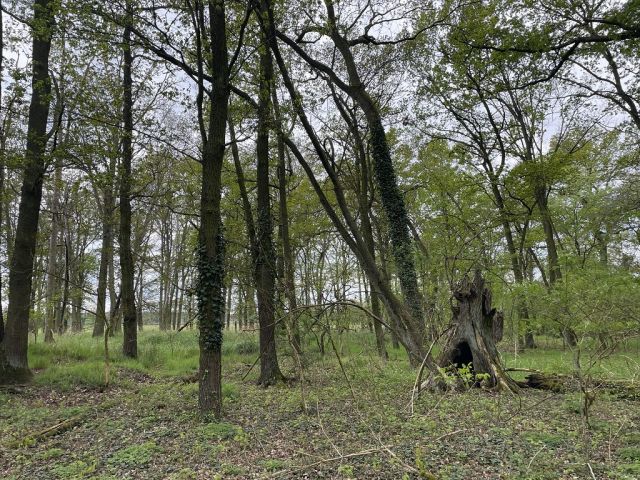 Blick auf Flurstück 59 und Umgebung - 3 Waldflächen mit insgesamt über 1,5 ha in Streulage um Uebigau-Wahrenbrück im Elbe-Elster-Kreis