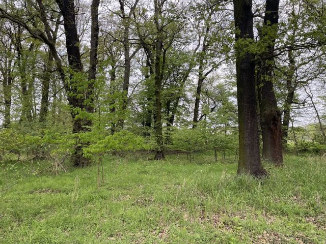 Blick auf Flurstück 59 und Umgebung - 3 Waldflächen mit insgesamt über 1,5 ha in Streulage um Uebigau-Wahrenbrück im Elbe-Elster-Kreis