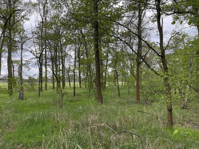 Blick auf Flurstück 59 und Umgebung - 3 Waldflächen mit insgesamt über 1,5 ha in Streulage um Uebigau-Wahrenbrück im Elbe-Elster-Kreis