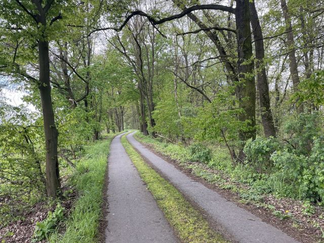 Blick auf Zuwegung zu Flurstück 59 und auf die Umgebung - 3 Waldflächen mit insgesamt über 1,5 ha in Streulage um Uebigau-Wahrenbrück im Elbe-Elster-Kreis