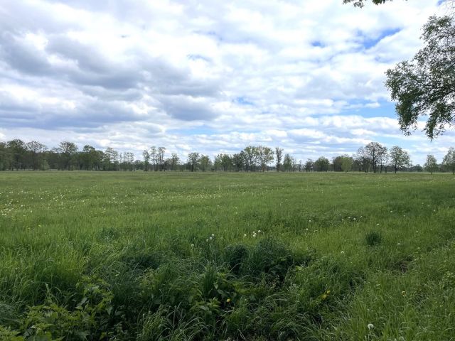 Blick auf Umgebung vom Flurstück 59 - 3 Waldflächen mit insgesamt über 1,5 ha in Streulage um Uebigau-Wahrenbrück im Elbe-Elster-Kreis