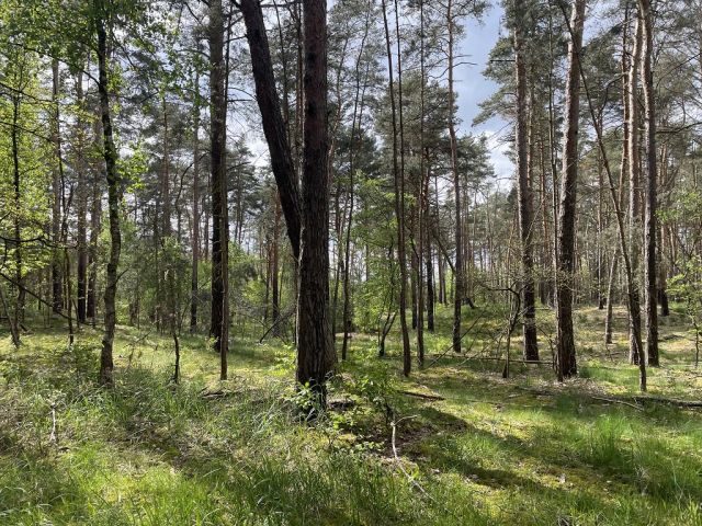 Blick auf Flurstück 128 und Umgebung - 3 Waldflächen mit insgesamt über 1,5 ha in Streulage um Uebigau-Wahrenbrück im Elbe-Elster-Kreis