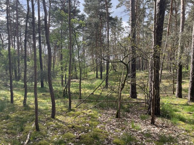 Blick auf Flurstück 128 und Umgebung - 3 Waldflächen mit insgesamt über 1,5 ha in Streulage um Uebigau-Wahrenbrück im Elbe-Elster-Kreis