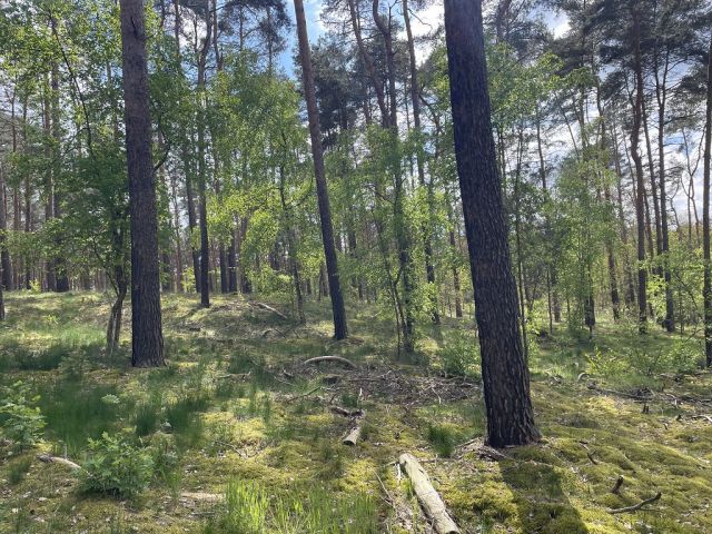 Blick auf Flurstück 128 und Umgebung - 3 Waldflächen mit insgesamt über 1,5 ha in Streulage um Uebigau-Wahrenbrück im Elbe-Elster-Kreis