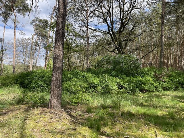 Blick auf Flurstück 128 und Umgebung - 3 Waldflächen mit insgesamt über 1,5 ha in Streulage um Uebigau-Wahrenbrück im Elbe-Elster-Kreis