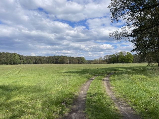 Blick auf Zuwegung zum Flurstück 128 und auf die Umgebung - 3 Waldflächen mit insgesamt über 1,5 ha in Streulage um Uebigau-Wahrenbrück im Elbe-Elster-Kreis