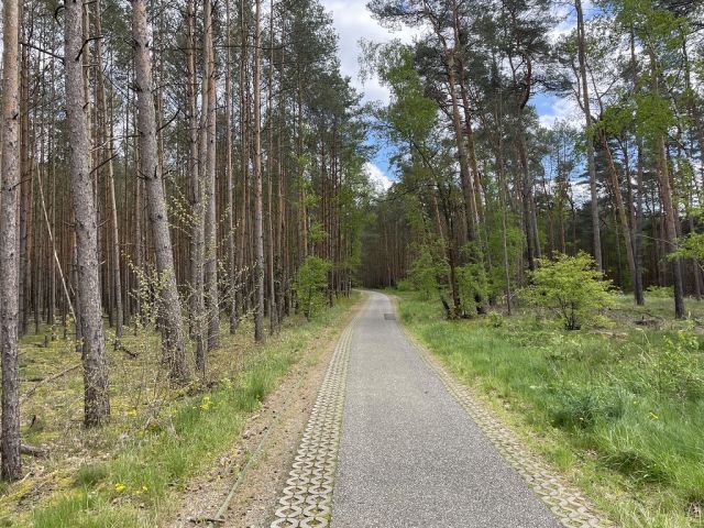 Blick auf Zuwegung zum Flurstück 63 und auf die Umgebung - 3 Waldflächen mit insgesamt über 1,5 ha in Streulage um Uebigau-Wahrenbrück im Elbe-Elster-Kreis