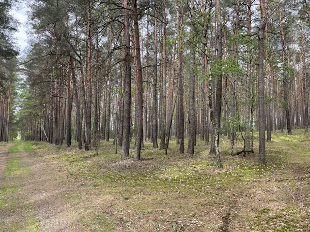 Blick auf Flurstück 63 und Umgebung - 3 Waldflächen mit insgesamt über 1,5 ha in Streulage um Uebigau-Wahrenbrück im Elbe-Elster-Kreis