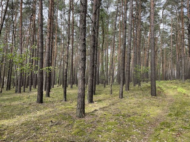 Blick auf Flurstück 63 und Umgebung - 3 Waldflächen mit insgesamt über 1,5 ha in Streulage um Uebigau-Wahrenbrück im Elbe-Elster-Kreis