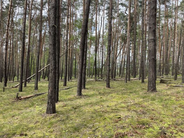 Blick auf Flurstück 63 und Umgebung - 3 Waldflächen mit insgesamt über 1,5 ha in Streulage um Uebigau-Wahrenbrück im Elbe-Elster-Kreis