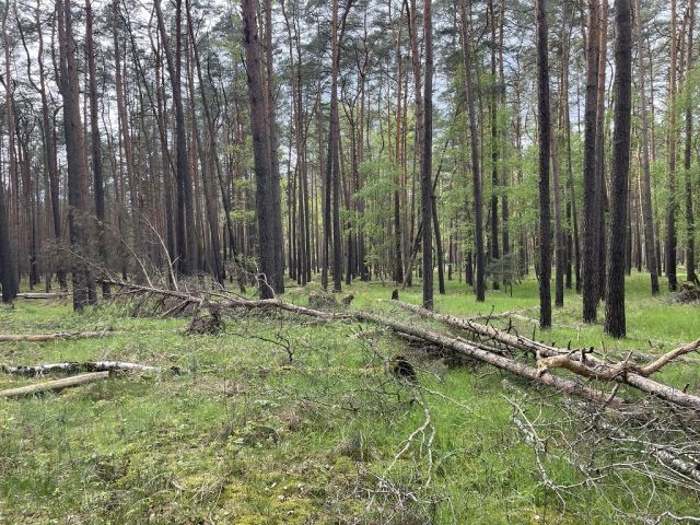 Blick auf Flurstück 63 und Umgebung - 3 Waldflächen mit insgesamt über 1,5 ha in Streulage um Uebigau-Wahrenbrück im Elbe-Elster-Kreis
