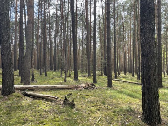 Blick auf Flurstück 63 und Umgebung - 3 Waldflächen mit insgesamt über 1,5 ha in Streulage um Uebigau-Wahrenbrück im Elbe-Elster-Kreis